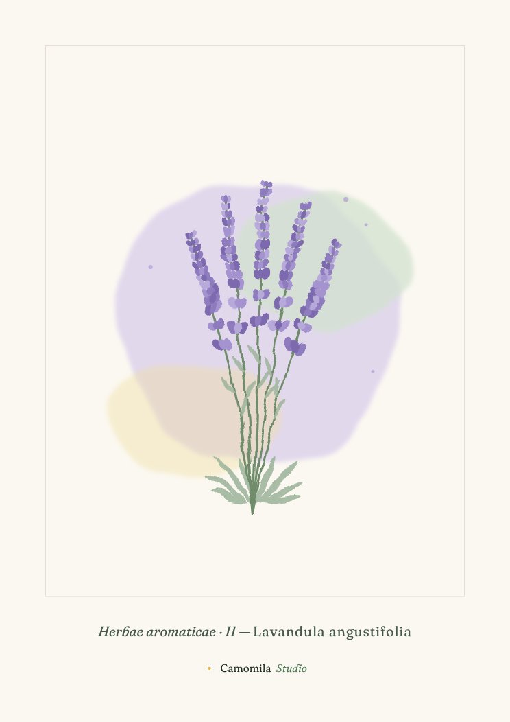 Lámina II: Cinco espigas de lavanda en acuarela con hojas estrechas, sobre papel crema.