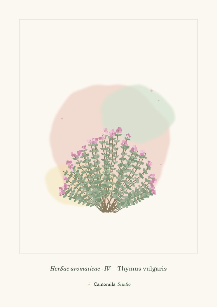 Lámina IV: Mata de tomillo en acuarela con hojitas grises y flores rosadas, sobre papel crema.