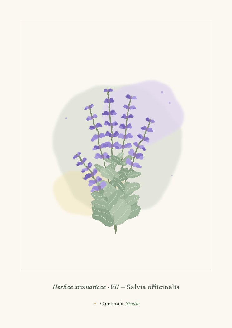 Lámina VII: Salvia en acuarela con grandes hojas verde plata y espigas de flores violeta azulado, sobre papel crema.