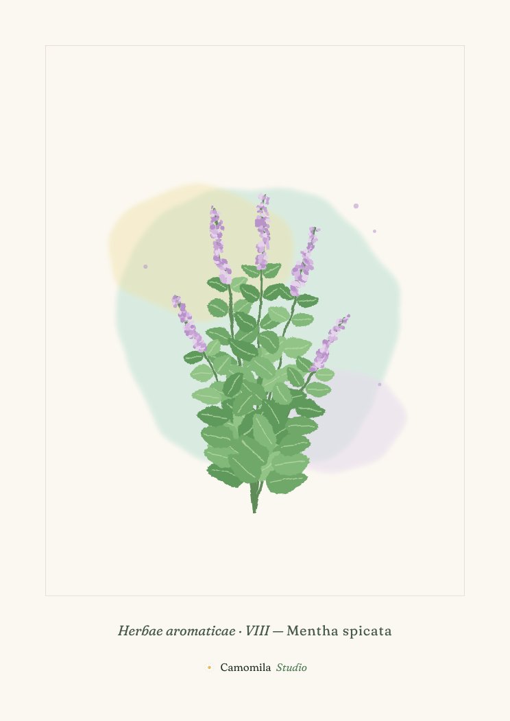 Lámina VIII: Hierbabuena en acuarela con hojas dentadas de verde vivo y espigas finas de flores lila pálido, sobre papel crema.